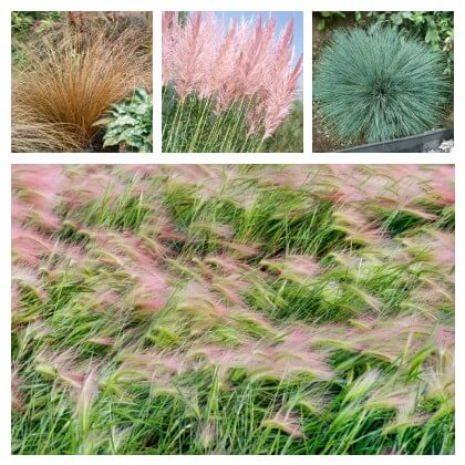 Okrasná tráva - výběr odrod