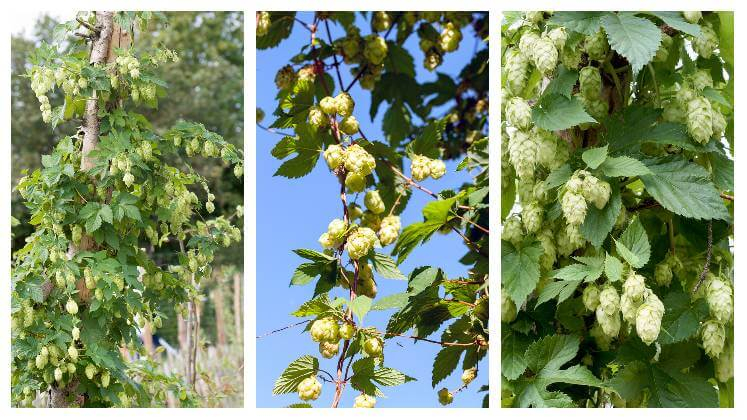 Okrasný chmel Koláž fotografií okrasného chmele, na kterých je zobrazen detail listu a okrasných šištic, rostliny se popínají po opoře