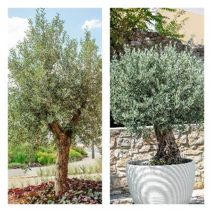 Olivovník v květináči a velký strom v zahradě