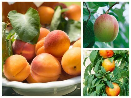 Plody meruňky na talíři a zralá úroda meruňek na stromě