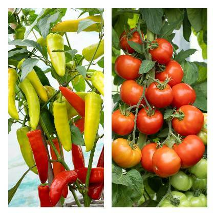 Pěstování papriky a rajčat