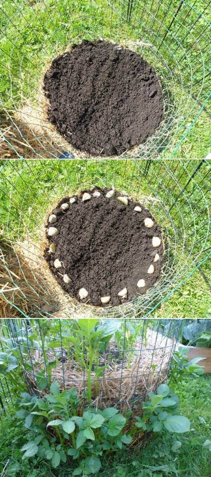 Méně tradiční způsob pěstování brambor