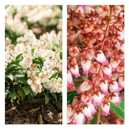 Pieris, detail červeného a bílo růžového květu