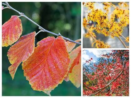 Hamamel prostřední, listy v podzimním červeném zbarvení a květiny žluté a červené barvy