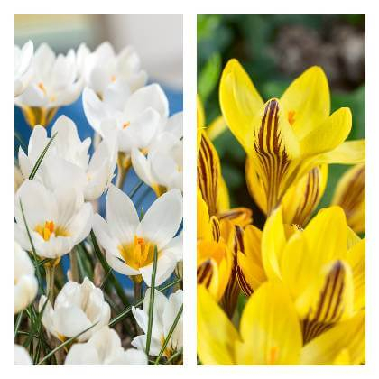 Květy šafránu bílé a žluté barvy v zahradě na záhonu