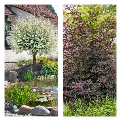 Mix obrázku Salix integra Hakuro-nishiki a  Sambucus nigra v zahradě