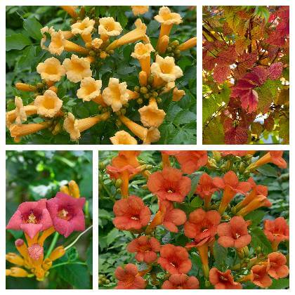 Různé barvy květin trubače a podzimní listí