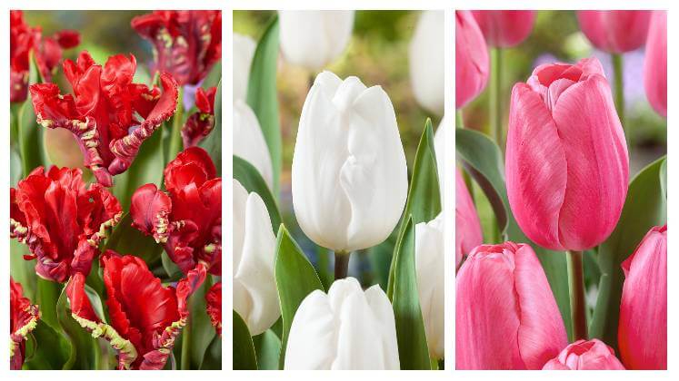 Kolaž fotek tulipánů v červené, bílé a růžové barvě