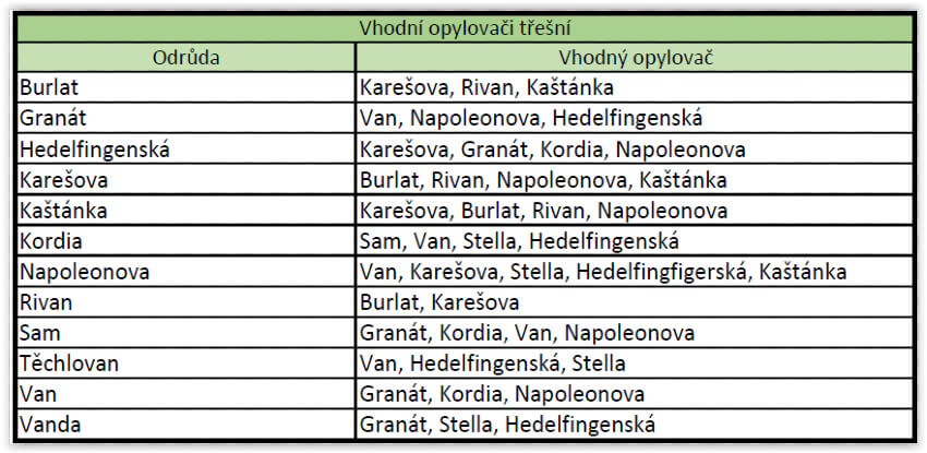 Přehled druhů třešní a jejich vhodných opylovačů