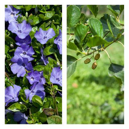 Vlhkomilné rostliny Vinca minor a Alnus glutinosa