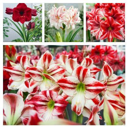 Amaryllis vs Hippeastrum