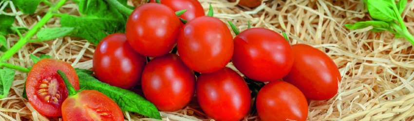 Jak pěstovat rajčata na balkoně