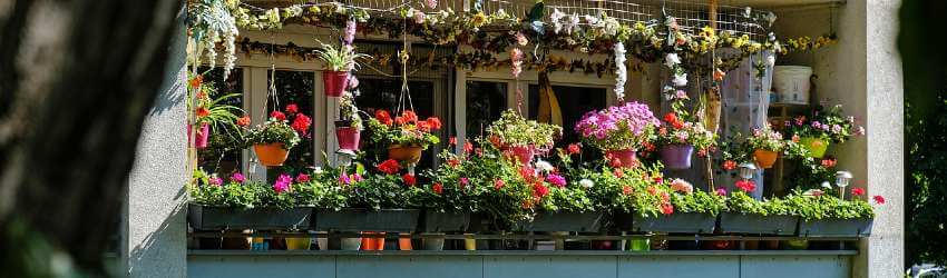 Jaké květiny na balkon