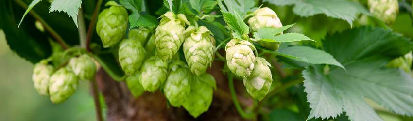 Pěstování chmelu Detail okrasného chmele, jeho listů a šištic