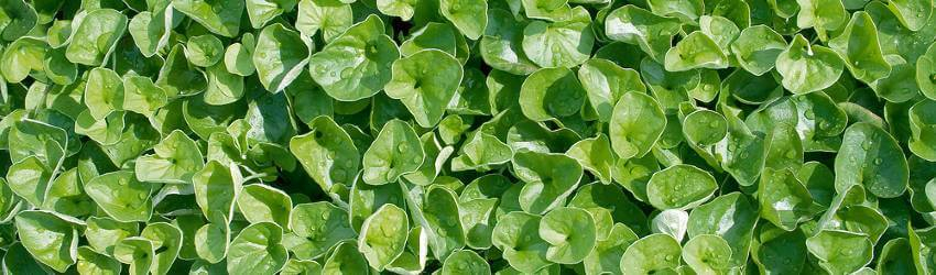 Zelené listy dichondry