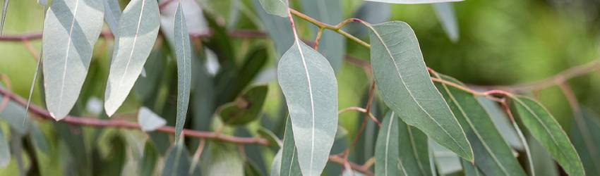 Eukalyptus pěstování