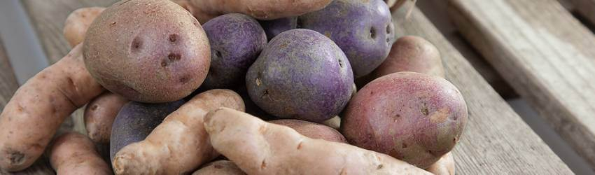 Netradiční pěstování brambor