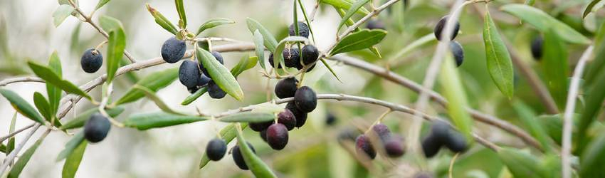 Zralé plody olivovníku na větvičce