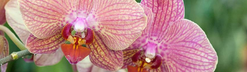 Pěstování orchidejí v bytě