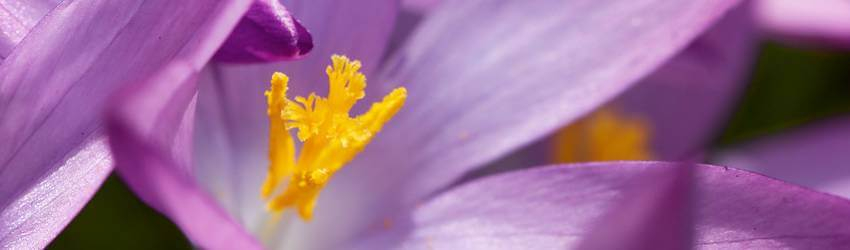 Detail květu krokusu fialové barvy