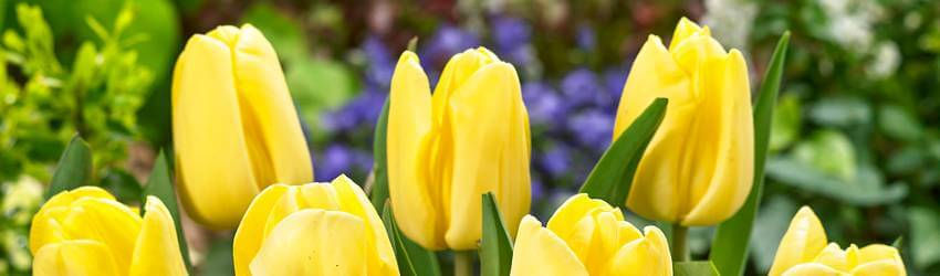 Detail květin tulipánů ve žluté barvě